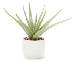 Green Aloe Plant With White Ceramic Pot