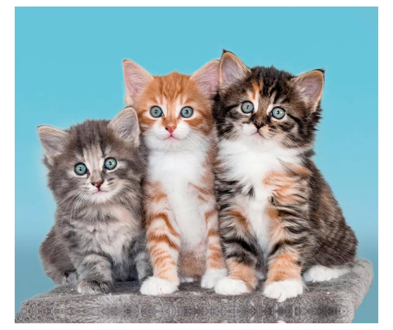 Raschel Blue & Brown Kittens Throw, (50" X 60") 3 Raschel Blue & Brown Kittens Throw, (50" X 60")