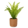 Blossom Green Artificial Fern Arrangement With Brown Weave Cement Pot 1 Blossom Green Artificial Fern Arrangement With Brown Weave Cement Pot -Cheap Home Store 810593642 A0 1